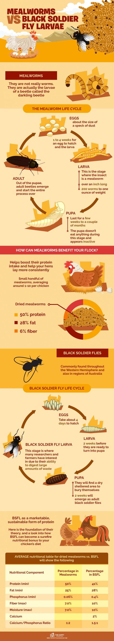 Mealworms vs Black Soldier Fly Larvae - The Happy Chicken Coop Snacks For Chickens, Black Soldier Fly Larvae, Hydroponic Grow Systems, Meal Worms, Black Soldier, Black Soldier Fly, Red Worms, Black Fly, Poultry Feed