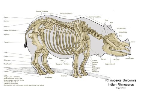 modern Rhinoceros Unicornis Practise Drawings, Study Sketches, Animal Biology, Skeleton System, Comparative Anatomy, Indian Rhinoceros, Animal Skeleton, Large Animal Vet, Skeleton Anatomy