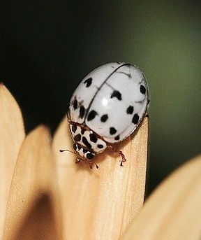 Albino ladybug. Insect Art Projects, Pretty Bugs, Bioactive Vivarium, White Ladybug, Albino Animals, Cool Bugs, Lady Bugs, Beautiful Bugs, Creepy Crawlies