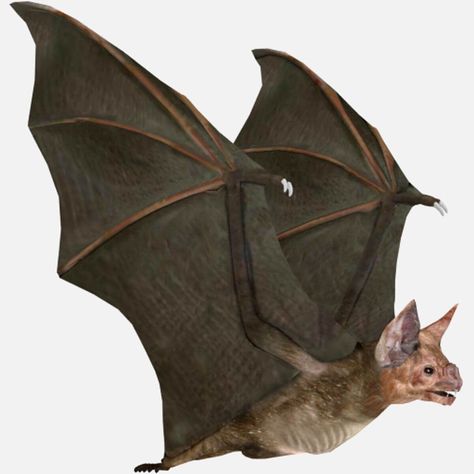 Facts About Bats, Bat Pictures, Bat Facts, Bat Photos, Bat Species, Bat Flying, Bat Tattoo, Vampire Bat, Desenho Tattoo