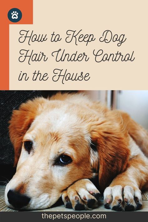 Adopting a dog is all fun and games until it starts shedding all over your home. Read on to find out a few effective ways to keep your dog’s hair under control in the house. Mini Labrador, Dog Whining, Grain Free Dog Food, Reactive Dog, Dog Food Brands, Natural Dog Food, Dog Shedding, Best Dog Food, Dog Safety