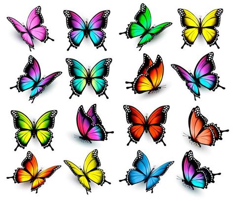 Colorful Butterflies, Premium Vector, Butterflies