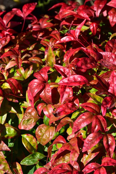 Click to view a full-size photo of Fire Power Nandina (Nandina domestica 'Fire Power') at Marcum's Nursery Nandina Domestica 'fire Power', Heavenly Bamboo, Nandina Domestica, Garden Border Edging, Low Maintenance Shrubs, Alpine Garden, Coral Bells, Farm Nursery, Outdoor Pots