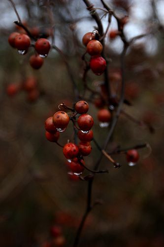 . Lexa Y Clarke, Autumn Beauty, Autumn Cozy, Autumn Aesthetic, Samhain, Red Berries, Autumn Inspiration, Autumn Day, Fall Halloween