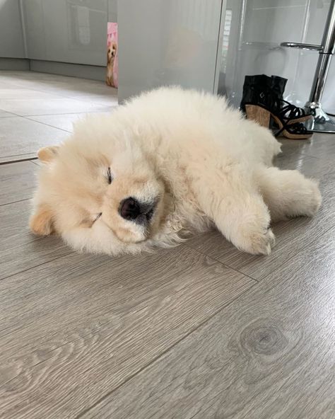 Perros Chow Chow, Chow Chow Puppy, Cute Animal Memes, Cute Kawaii Animals, Puppies And Kitties, Cute Little Puppies, Fluffy Dogs, Cute Dogs And Puppies, Cute Creatures