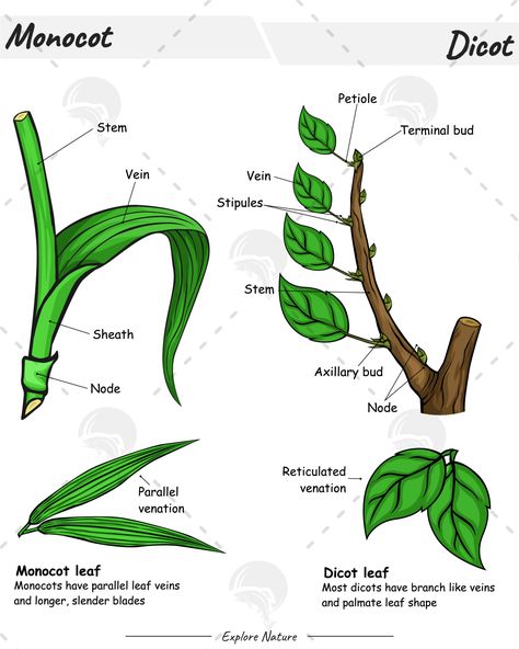 Monocot and dicot comparison. #plant #tree #dicot #monocot #stem #leaf #ptiole #science #biology #54design Monocots And Dicots, Science Materials, Ideas Apuntes, Anatomy Education, Plant Biology, Biology Plants, Biology Diagrams, Leaf Structure, Biology Notes