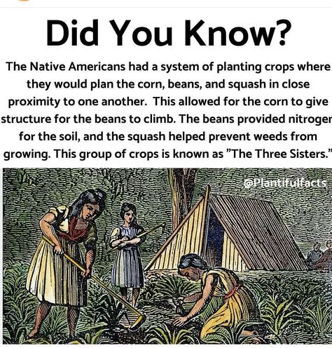 Sister Meme, The Three Sisters, Plant Hacks, Survival Life Hacks, Survival Life, Three Sisters, Native American History, Off Grid Living, Farm Gardens