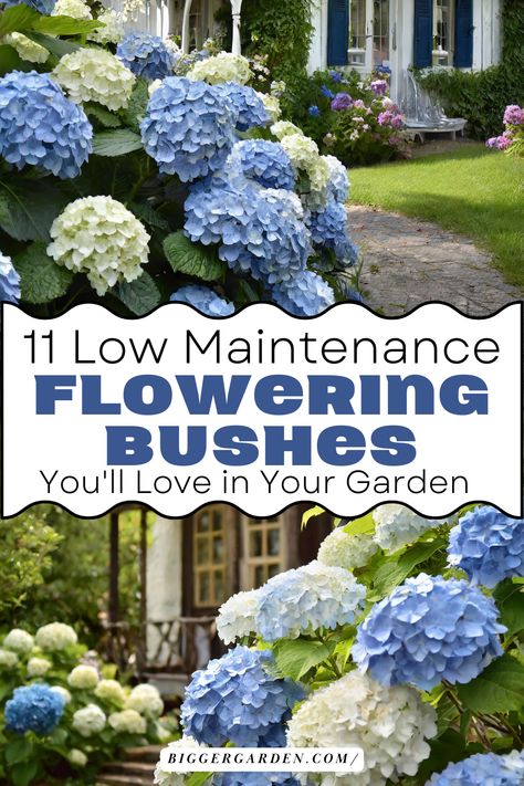 Discover 11 low maintenance flowering bushes perfect for enhancing your landscape designs at the front of your house. These easy care plants will transform your garage landscaping into a welcoming space while adding charm to your witchy backyard and cozy garden. Have inspiration for creating a beautiful, low-maintenance outdoor area that complements your home. Backyard Landscaping With Flowers, Low Bushes For Landscaping, Front Yard Bushes, Garage Landscaping, Witchy Backyard, Azalea Bush, Fall Hydrangea, Flowering Bushes, Growing Peonies