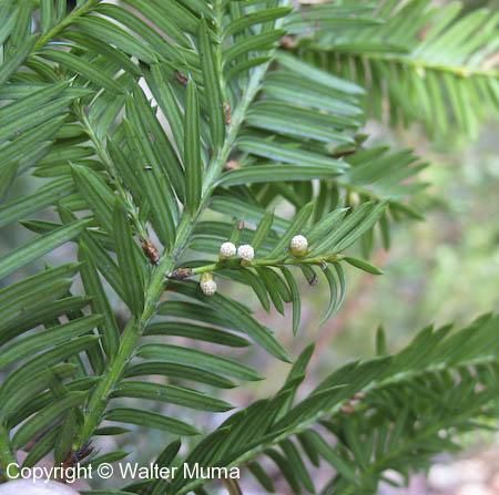 Taxus Canadensis, Plant Tree, Trees And Shrubs, Trees To Plant, Ontario, Trees, Plants