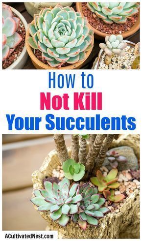 Care For Succulents Indoor, Growing Succulents Indoors, How To Grow Succulents, Caring For Succulents Indoor, How To Care For Succulents, Selling Succulents, Care For Succulents, Succulents Care, How To Propagate Succulents