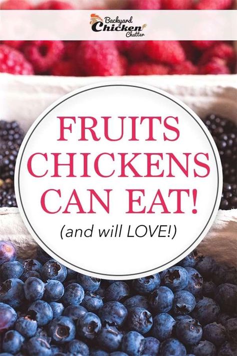 Foods Chickens Can Eat, What Can Chickens Eat And Not Eat, Chicken Treats Diy, Chicken Reference, Snacks For Chickens, What Can Chickens Eat, Chicken Coupe, Food For Chickens, Chicken Coop Garden