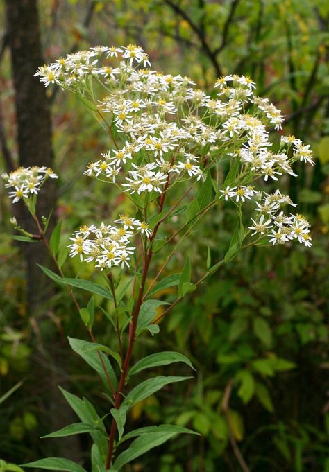 Tall flat-topped white aster, Aster umbellatus White Aster, Hidden House, Night Garden, Vascular Plant, Contemporary Garden, Native Garden, Early Fall, Late Summer, Native Plants