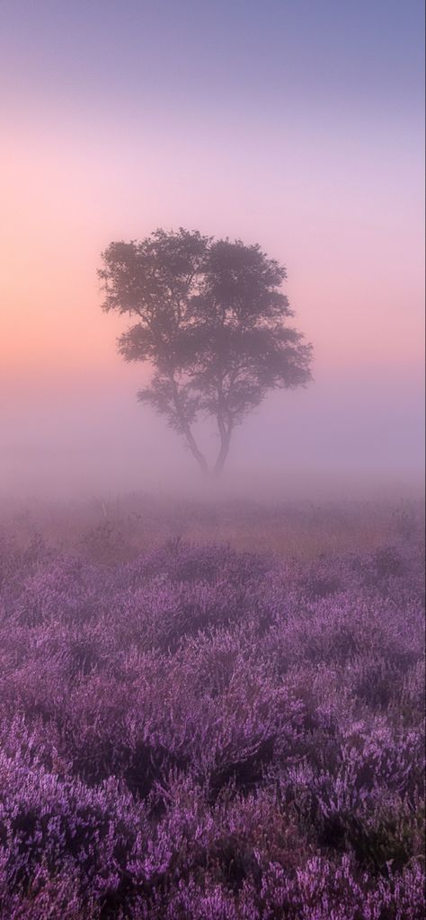 Lilac Field Aesthetic, Honey Lavender Aesthetic, Dreamy Aesthetic Purple, Mystic Purple Aesthetic, Vintage Lavender Aesthetic, Lavender Haze Painting, Lavender Princess Aesthetic, Lavender Town Aesthetic, Lavender Space Aesthetic