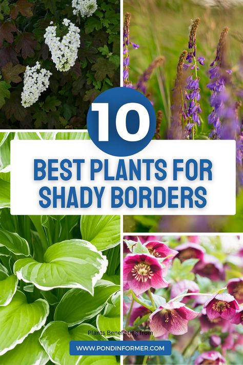 Transform your shady borders into lush havens with these resilient plants. From vibrant hostas to elegant ferns, discover the perfect additions to your garden oasis. #ShadyBorders #Gardening #Landscaping #PondInformer Hosta Border, Shady Border, Plantain Lily, Hydrangea Quercifolia, Plants Uk, Columbine Flower, Oakleaf Hydrangea, Plant Benefits, Lenten Rose