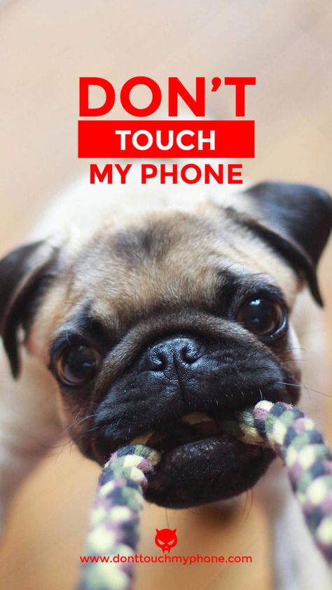 Cute Don’t Touch My Phone Dog Wallpapers Phone Wallpapers Cute, Dog Lockscreen, Don't Touch My Phone Wallpapers Cute, Lock Wallpaper, Dont Touch My Phone, Don't Touch My Phone, Funny Lock Screen Wallpaper, Inspirational Backgrounds, Wallpapers Cute