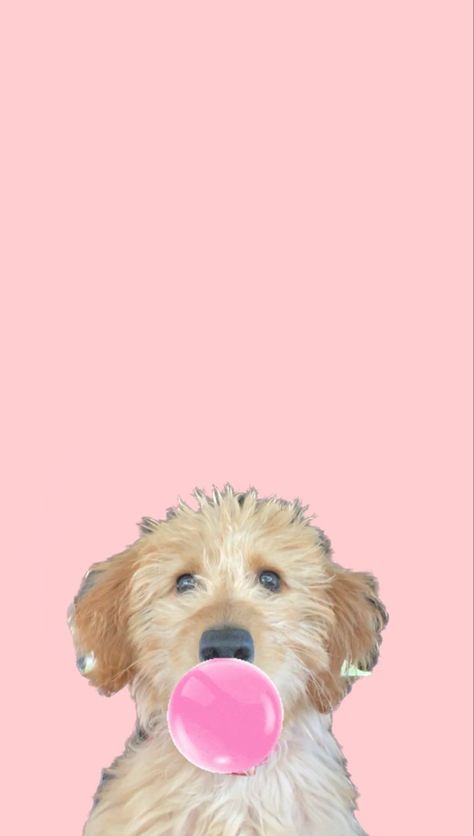 Preppy Wallpaper, Cute Puppies, Fondos De Pantalla, Ios, Puppies, Wallpapers, Collage, Dogs, Pins