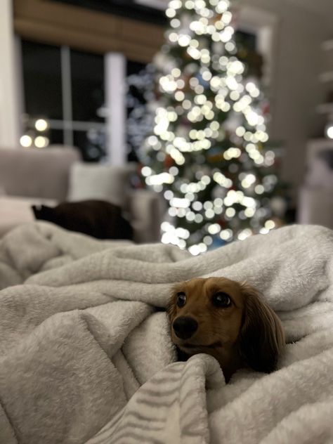 Christmas Dogs Aesthetic, Winter Dog Aesthetic, Christmas Dog Aesthetic, Dachshund Aesthetic, Christmas Daschund, Morgan Core, Dachshund Wallpaper, Long Haired Miniature Dachshund, Dog Christmas Photos