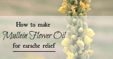 How to Make Mullein Oil Ear Drops Mullien Plant, Homemade Apothecary, Mullein Plant, Earache Relief, Mullein Flower, Herbal Knowledge, Medicinal Herbs Remedies, Mullein Tea, Medicinal Wild Plants