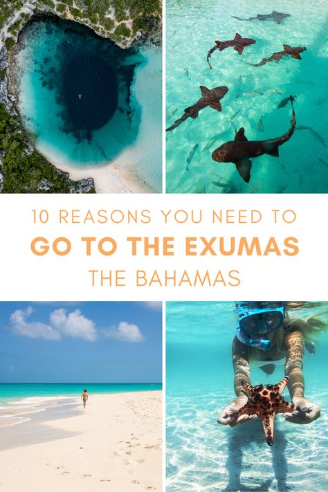 Bahamas Sharks, Sandals Bahamas, Staniel Cay Bahamas, Exuma Pigs, Exumas Bahamas, Bahamas Travel Guide, Bahamas Nassau, Exuma Island, Atlantis Resort