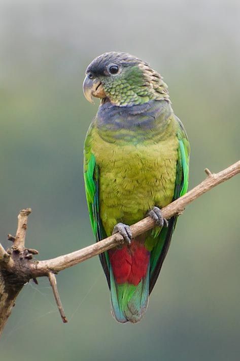 Scaly-headed Parrot (Pionus maximiliani) by Claudio Timm. Parrot Drawing, Bird Breeds, Parrot Pet, Funny Parrots, African Grey Parrot, Colorful Parrots, Parrot Bird, Exotic Birds, Animal Sketches