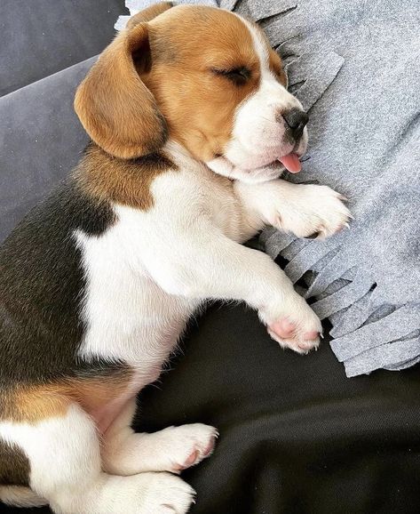 Beagle Breeds, Baby Beagle, Cute Beagles, Cute Animals Puppies, Really Cute Dogs, Beagle Puppy, Beagle Dog, Cute Dogs And Puppies