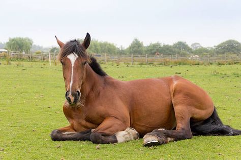 Horse Lying Down, Horse Laying Down, Beautiful Horses Photography, Memorial Art, Horse Anatomy, Interesting Animals, All The Pretty Horses, Horse Crazy, Horse Sculpture