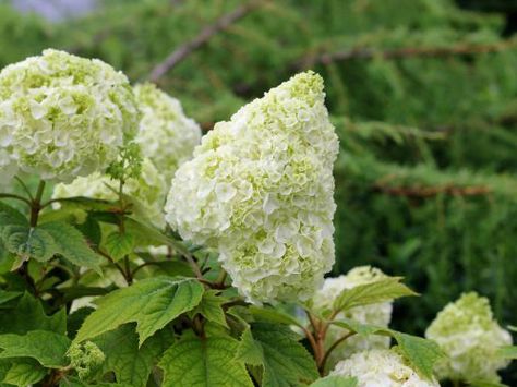 Oakleaf Hydrangea 'Gatsby Moon' Oakleaf Hydrangea Landscape, Hydrangea Landscaping, Smooth Hydrangea, Hydrangea Arborescens, Hydrangea Quercifolia, Hydrangea Bloom, White Flower Farm, Garden Catalogs, Oakleaf Hydrangea