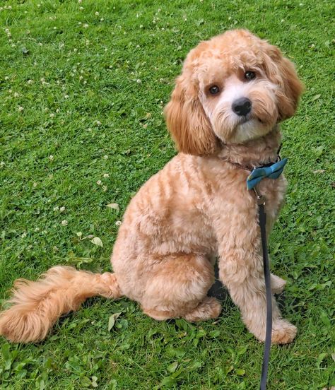 Short Cockapoo Haircut, Cockapoo Haircut Styles Short, Cavoodle Haircut Styles, Teddy Bear Cut Cavapoo, Cavapoo Haircut Styles, Leo Haircut, Cockapoo Haircut Styles, Maltipoo Haircut Styles, Cavapoo Full Grown