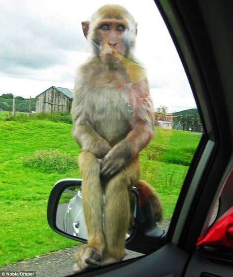 "You don't mind if I have a seat, do you?" Animal Captions, Monkey Pictures, Safari Park, A Monkey, Monkeys Funny, Weird Pictures, Little Monkeys, Funny Animal Memes, Primates