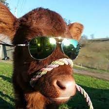 that one cool cow Cow With Sunglasses, Cow Painting, Round Sunglass Men, Round Sunglasses, Cow, Mens Sunglasses, Shades, Vogue, Sunglasses