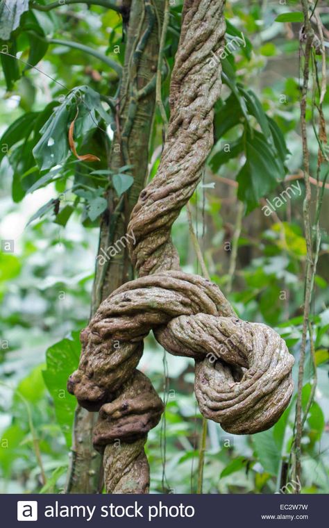 Large Twisted Vine in the Jungle of Costa Rica Stock Photo Tree Vines, Twisted Vines, Creepers Plants, Weird Trees, Fantasy Tree, Fake Trees, Vine Tattoos, Fence Art, Fairy Decor