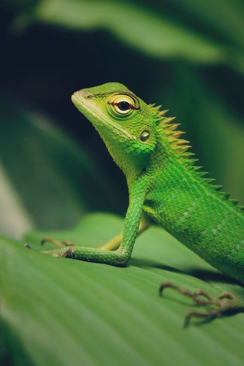 Featured photo by Sameera Madusanka. Discover more free photos from Sameera on Pexels: https://www.pexels.com/u/sameera-madusanka-207654/ #animal #leaf #blur Wildlife Of India, Pet Lizards, Green Iguana, Surviving In The Wild, Reptiles Pet, Screen Saver, British Shorthair, Bengal Cat, Reptiles And Amphibians