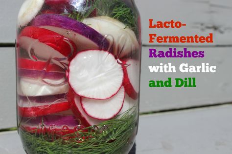 Lacto Fermented Radishes, Fermented Radishes, Fermenting Foods, Lacto Fermentation, Cultured Food, Lacto Fermented, Fermented Veggies, Fermentation Crock, Fermentation Recipes