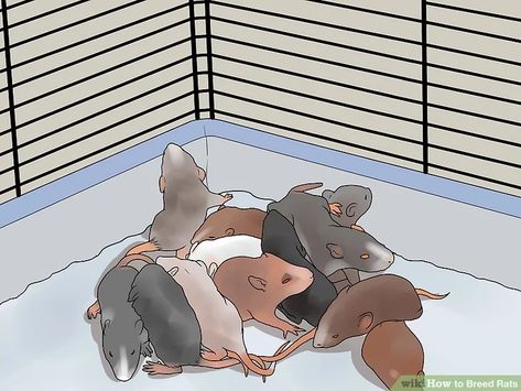 How to Breed Rats: 14 Steps (with Pictures) - wikiHow Rat Breeding Setup, Rat Breeding, Homemade Rat Food, Population Explosion, Rat Food, Last Week Of Pregnancy, Hamster Bedding, Baby Rats, Buck And Doe