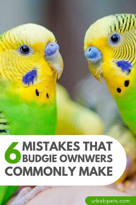 As a popular pet bird, budgie are often kept as pets by many people. However, despite their popularity, there are several common mistakes that parakeet owners can make, which can negatively impact their pet's health and happiness. Firstly, one of the most common mistakes is inadequate cage size. Budgie are active birds and need plenty of room to move around and exercise, so a cage that is too small can lead to boredom, stress, and physical problems. Another mistake is not providing... Diy Pet Bird Toys, Best Birds For Pets, Budgies Bird Cage, Budgie Room, Budgie Cage Ideas, Parakeet Cage Ideas, Diy Parakeet Cage, Diy Budgie Toys, Birds As Pets