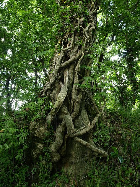 Tree with Vines--picturepoetess Tangled Tree, Tree Vines, Weird Trees, Magical Tree, Sacred Tree, Old Trees, Nature Tree, Unique Trees, Tree Forest