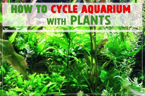 How to Cycle Aquarium with Plants - Shrimp and Snail Breeder Aquarium With Plants, Snail Tank, Build Tank, Freshwater Plants, Live Aquarium Plants, Tropical Aquarium, Live Aquarium, Floating Plants, Aquarium Plants