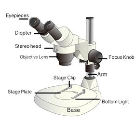 Microscope Parts And Functions, Microscope Diagram, Dissecting Microscope, Microscope Parts, Microscope Slides, Stereo Microscope, Studio Background Images, Overhead Lighting, Studio Background