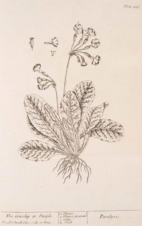 cowslip Tattoo Key, Herb Tattoo, Grace Tattoo, Grace Tattoos, Plant Illustrations, Key Tattoos, Digital Gallery, Plant Illustration, New York Public Library