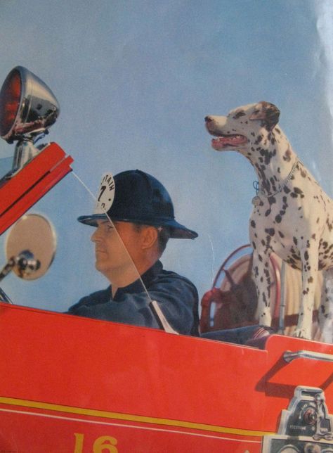 dalmatian & fireman Dalmatian Firefighter, Play Bedroom, Spotty Dog, Firefighter Birthday, Fireman Sam, School Poster, The Time Machine, Sketch A Day, 101 Dalmatians