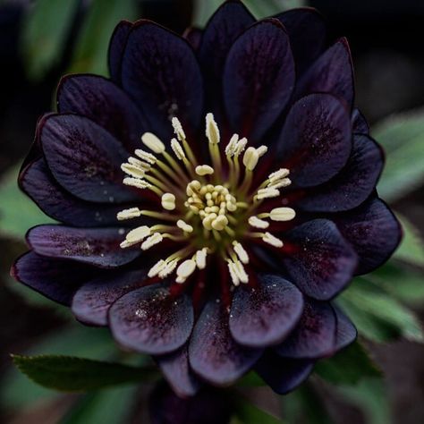 Black Hellebore, Helleborus Argutifolius, Onyx Odyssey Hellebore, Hellebore Varieties, Green Hellebore Flower, False Hellebore, Floral Reference, Lenten Rose, Winter Flowers