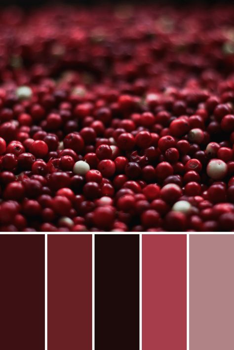 Fruit Color Palettes - This Growing Home Merlot Color Palette, Red Shades Colour Palettes, Red Wine Color Palette, Dark Red Color Palette, Cranberry Color Palette, Berry Color Palette, Maroon Color Palette, Burgundy Color Palette, Burgundy Palette