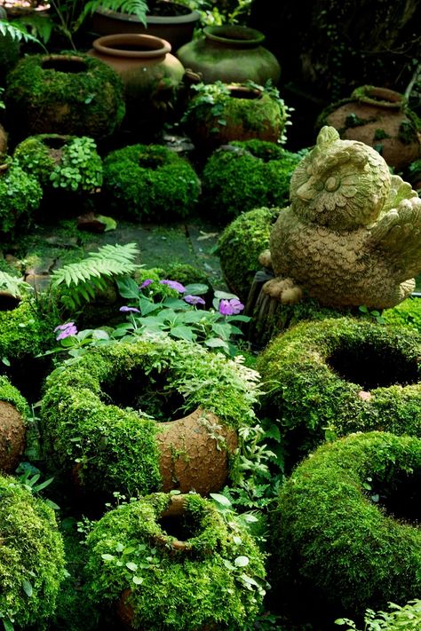 Moss Paint, Diy Moss, Growing Moss, Funny Vine, Plantas Bonsai, Garden Figurines, Moss Covered, Moss Garden, Country Landscaping