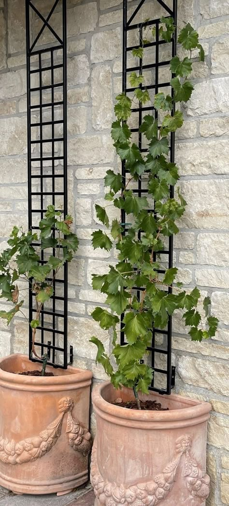 Trellis In Planter, Black Trellis Ideas, Iron Trellis Ideas, Clematis Pot, Vine On House, Jasmine Trellis Wall, Wall Trellis Ideas, Espalier Trellis, Planter And Trellis