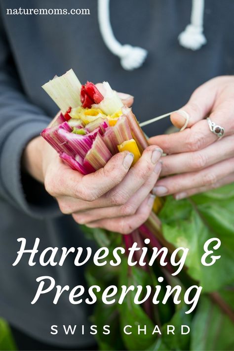 Harvesting Preserving Swiss Chard Swiss Chard Recipes, Healthy Delicious Recipes, Chard Recipes, Storing Fruit, Fruit Preserves, Swiss Chard, Food Trends, Chard, Delicious Healthy Recipes