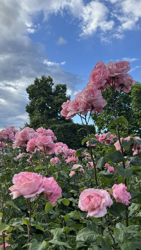 June ☀️ Pink Astethic, Aesthetic Landscapes, Pink Wallpapers, Color Wallpaper Iphone, Nothing But Flowers, Pink Garden, Beautiful Landscape Wallpaper, Natural Garden, Beautiful Scenery Nature