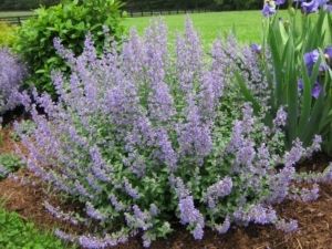 Catmint — A “Must-Have” Perennial | Piedmont Master Gardeners Cat Mint Plant, Classic Garden Design, Cat Mint, Hardy Hibiscus, Mint Plants, Thriving Garden, Classic Garden, Ground Cover Plants, Pollinator Garden