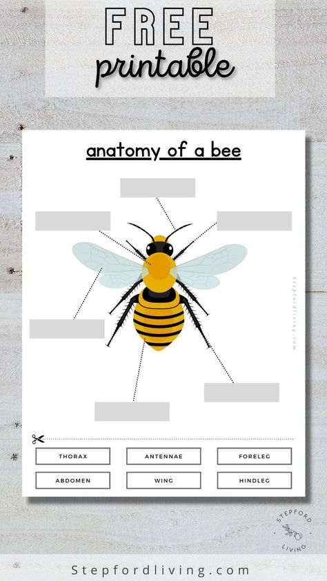 Bee Anatomy, Pollination Activity, Honey Bee Life Cycle, Bees For Kids, Nature Lessons, Bee Life Cycle, Insects Preschool, Bee Activities, Preschool Planning