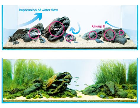 Layout Composition, Aqua Inspiration, Aqua Design, Aquarium Garden, Freshwater Aquarium Plants, Amazing Aquariums, Fish Tank Terrarium, Aquascape Design, Fish Tank Design