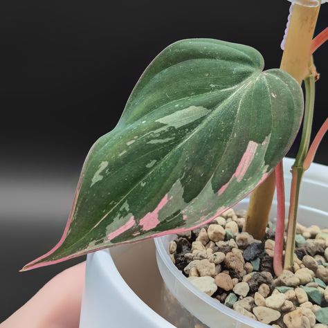 Philodendron Micans Albo / Pink Variegated 𝐆𝐑𝐎𝐖𝐈𝐍�𝐆 𝐂𝐎𝐍𝐃𝐈𝐓𝐈𝐎𝐍𝐒: Light: 200 PPFD * Humidity: 75% Watering: Resevoir Substrate: Pon Fertilizer: Foliage Pro Propagation: Cuttings Ease of Propagation: 4/5 Growth Rate: 3/5 Growth Pattern: Trailing (can be trained to climb.) * Brighter light will bring out more pink. #philodendronfriday #philodendronmicanspink #philodendronmicanspinkvariegated #philodendronmicansvariegated #philodendronmicans #philodendron #variegatedphilodendron #variegatedplant... Philodendron Micans, Pink, Pattern